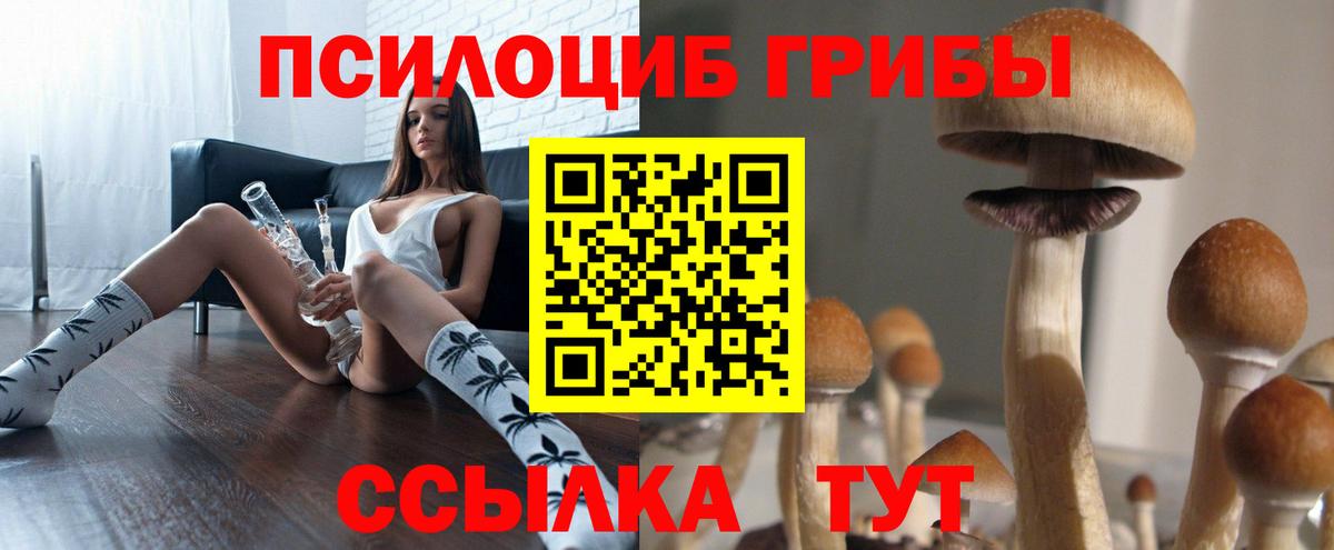 Псилоцибиновые грибы Psilocybine cubensis Полысаево